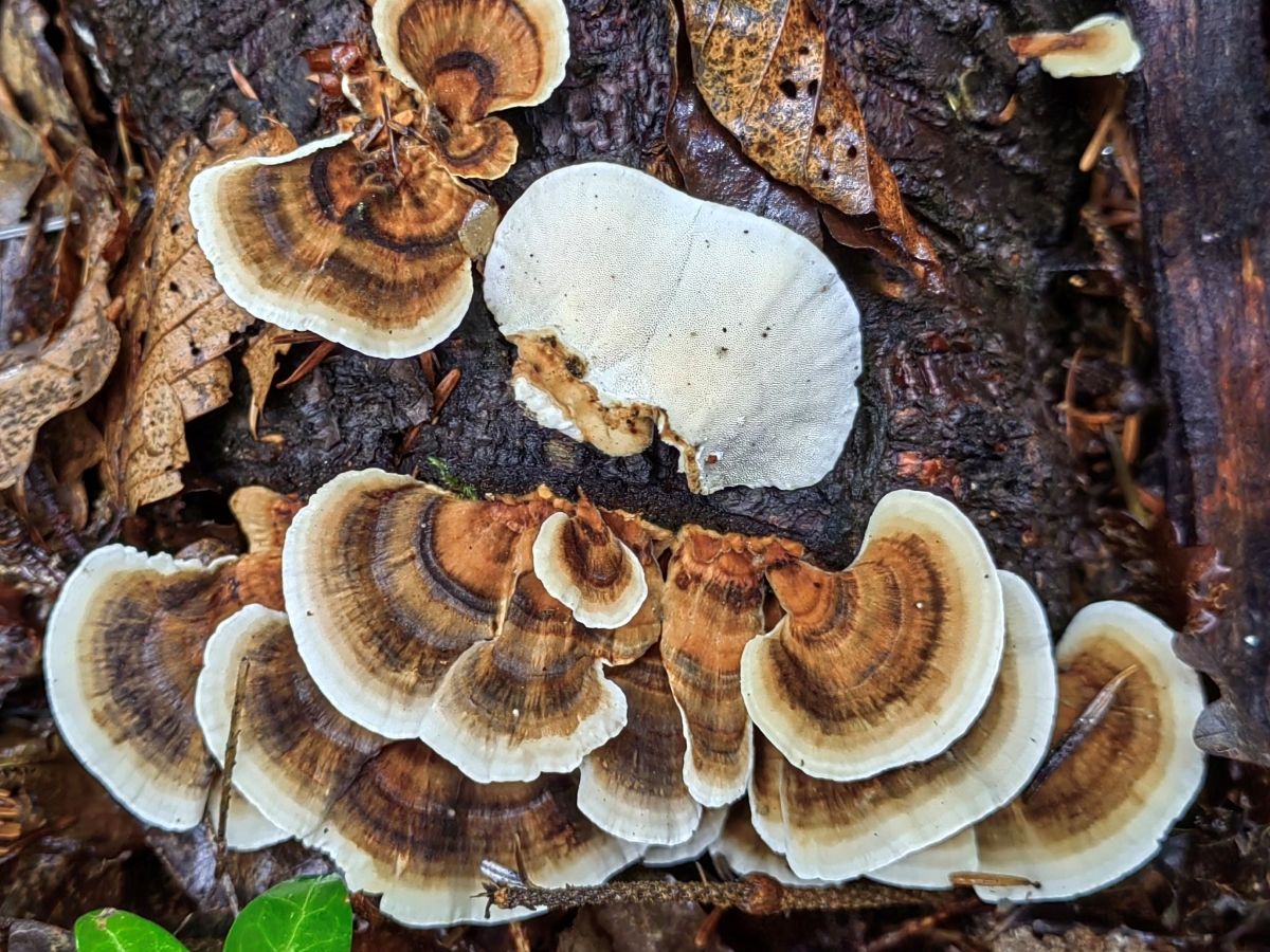 Trametes versicolor