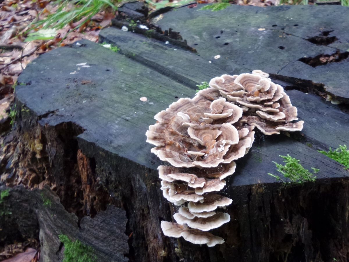 Trametes versicolor