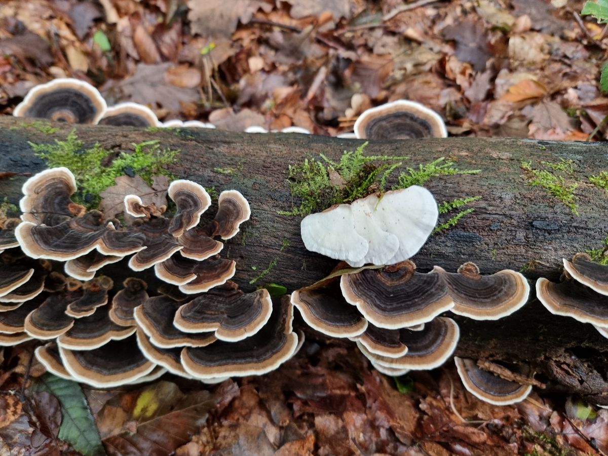 Trametes versicolor