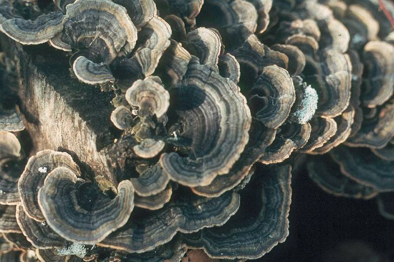 Trametes versicolor