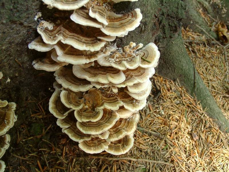 Trametes versicolor