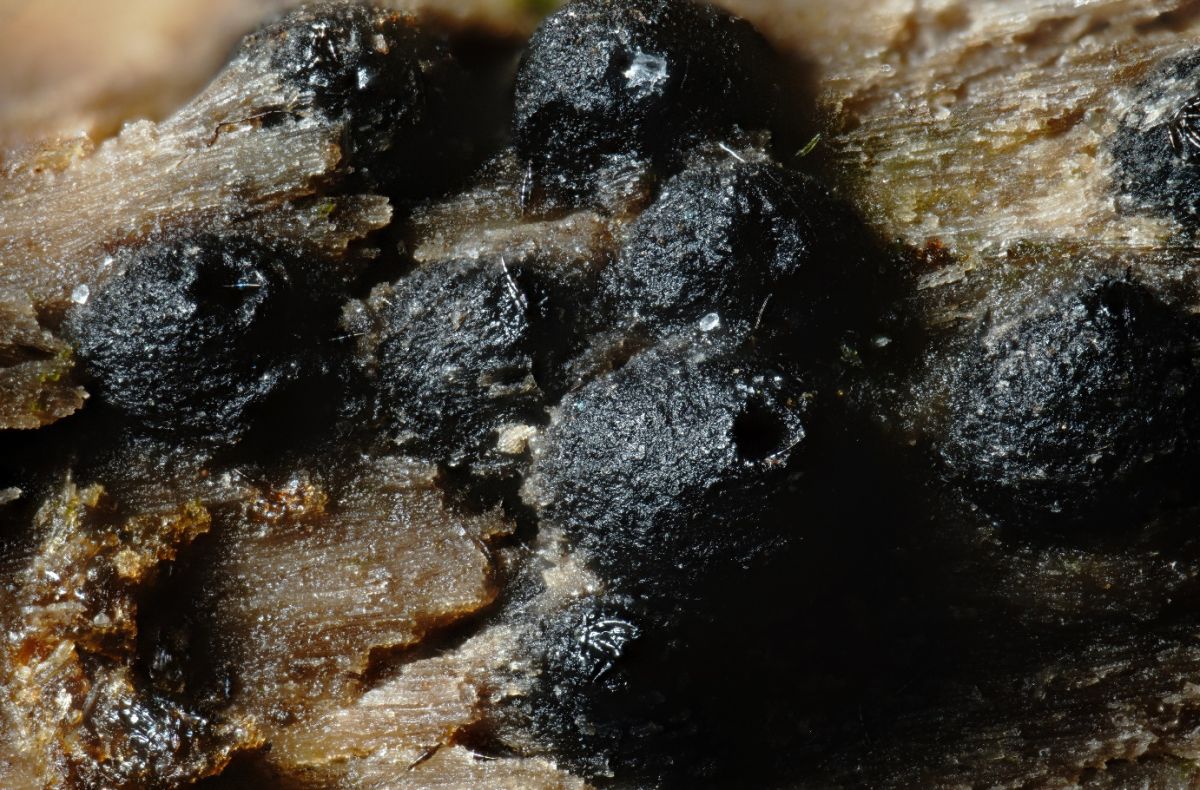 Trematosphaeria hydrela