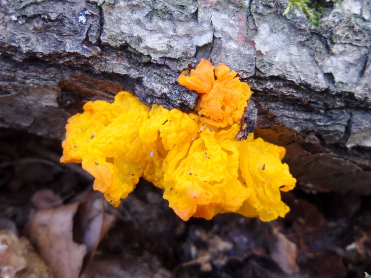 Tremella mesenterica