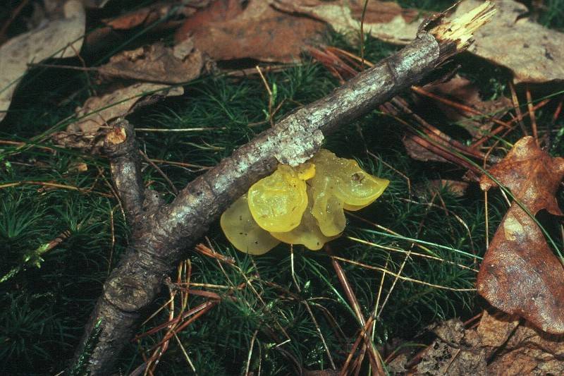 Tremella mesenterica