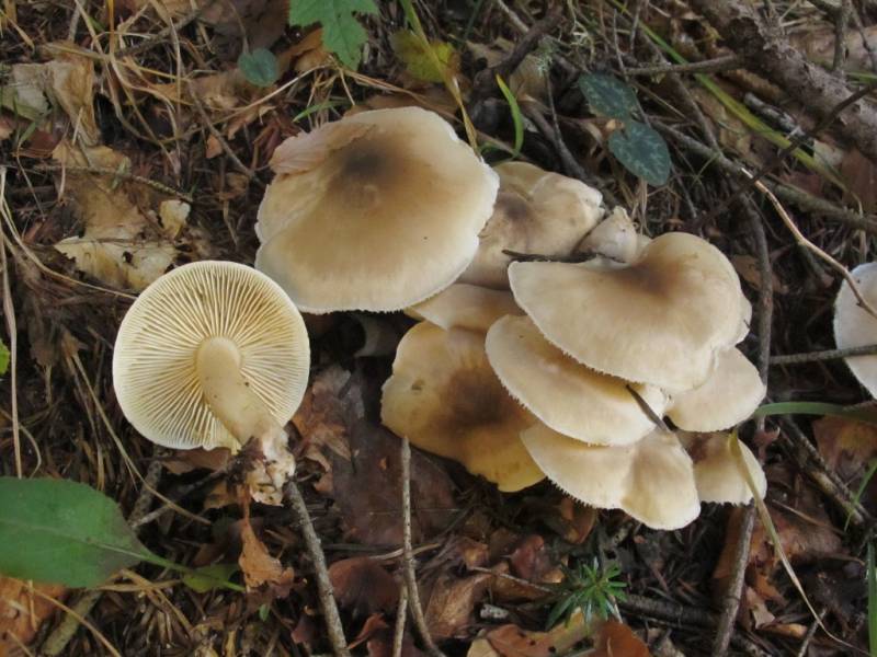 Tricholoma aestuans