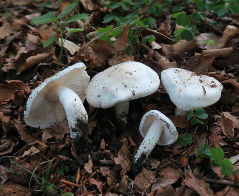 Tricholoma albidum