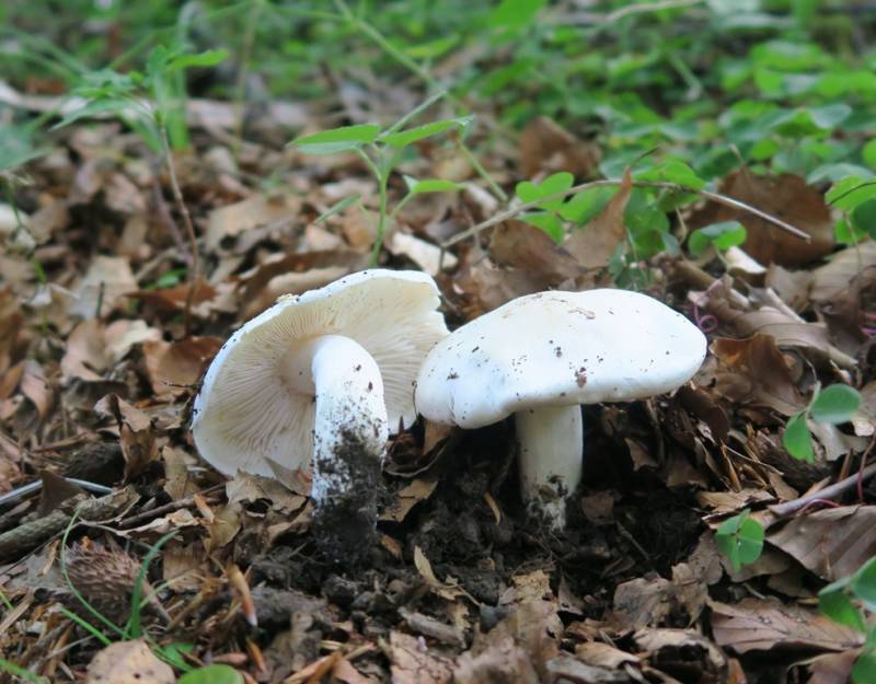 Tricholoma albidum