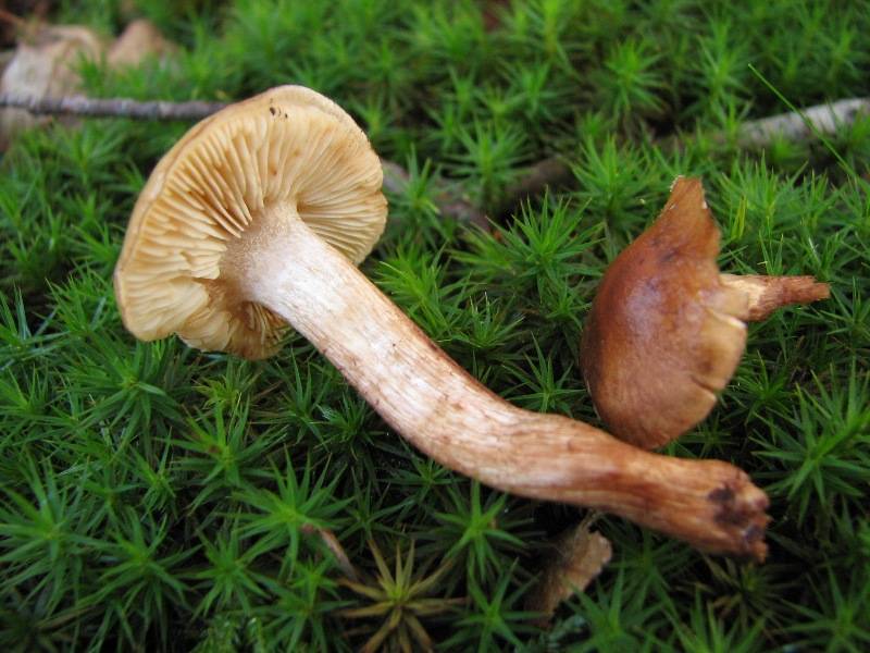 Tricholoma albobrunneum