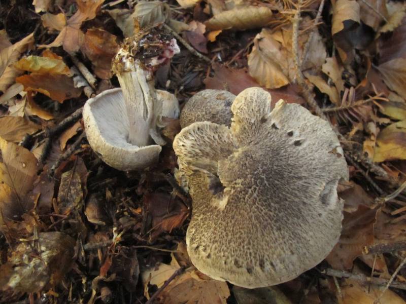 Tricholoma basirubens