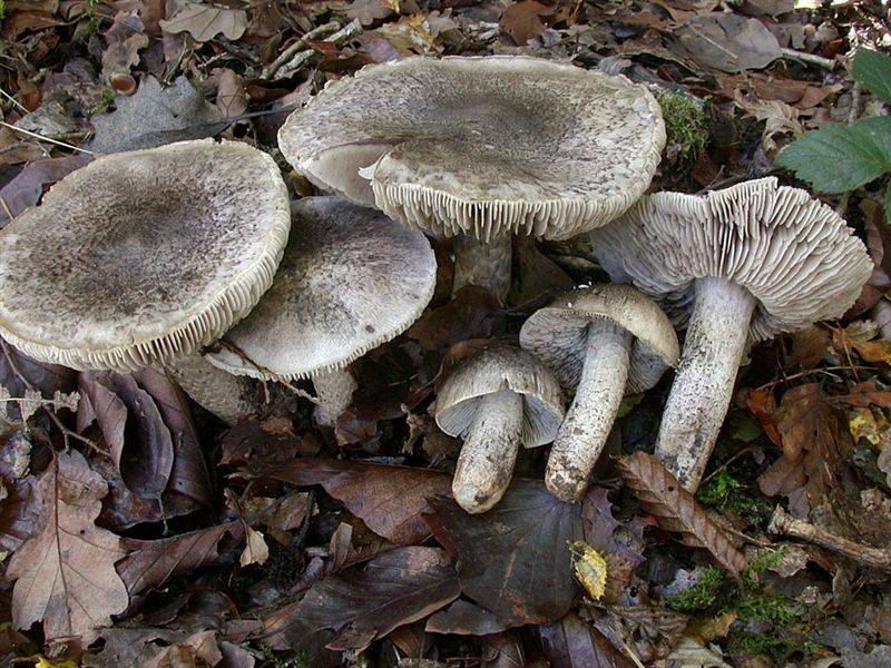 Tricholoma bresadolanum