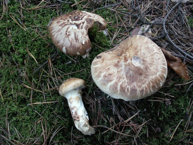 Tricholoma caligatum