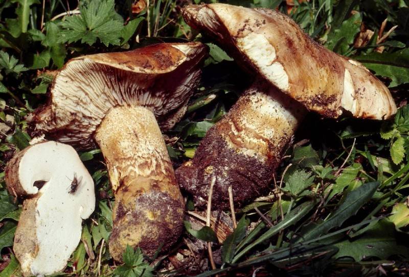 Tricholoma colossus