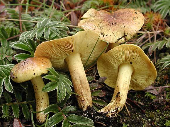 Tricholoma equestre