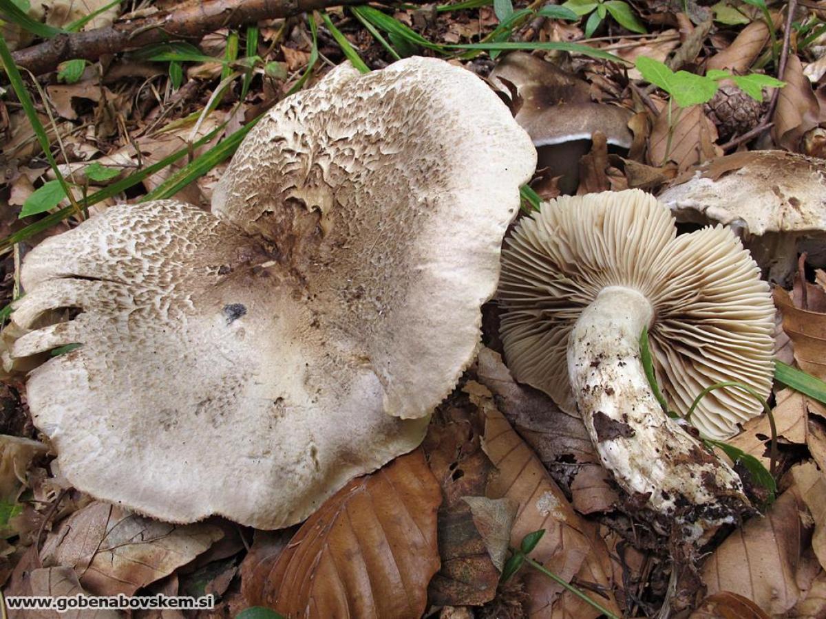 Tricholoma filamentosum