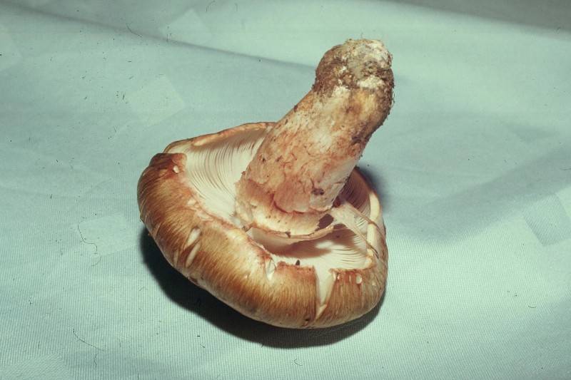 Tricholoma focale