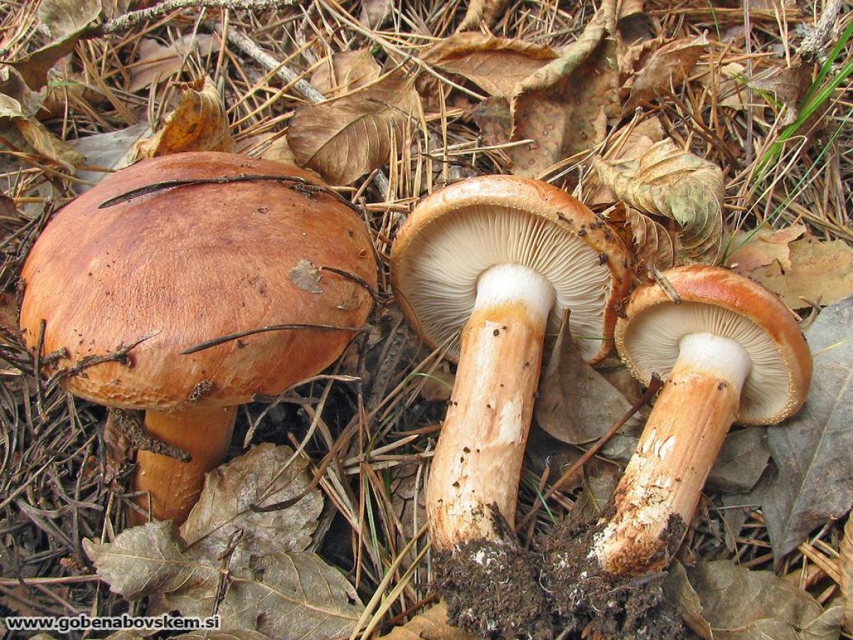 Tricholoma fracticum