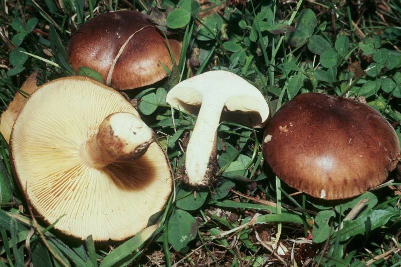 Tricholoma fulvum