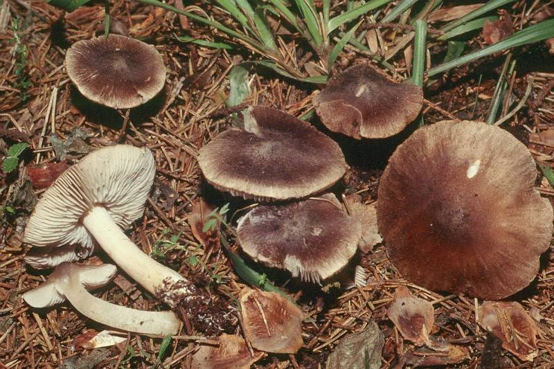 Tricholoma gausapatum