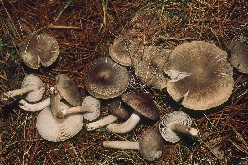 Tricholoma inocyboides