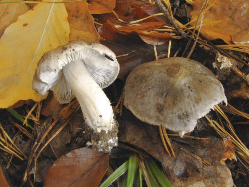 Tricholoma josserandii