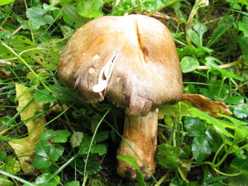 Tricholoma luridum