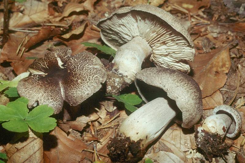 Tricholoma orirubens