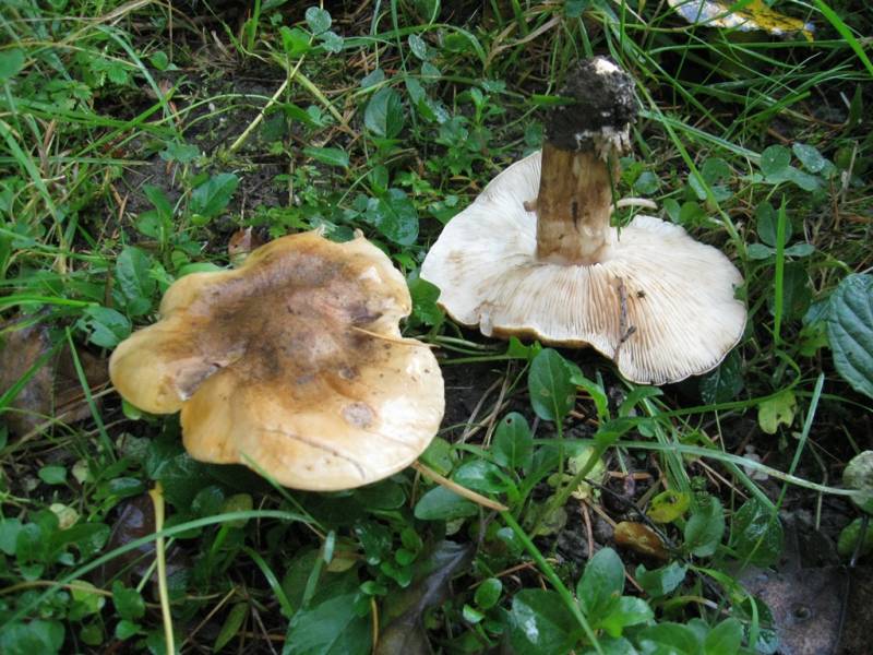 Tricholoma populinum