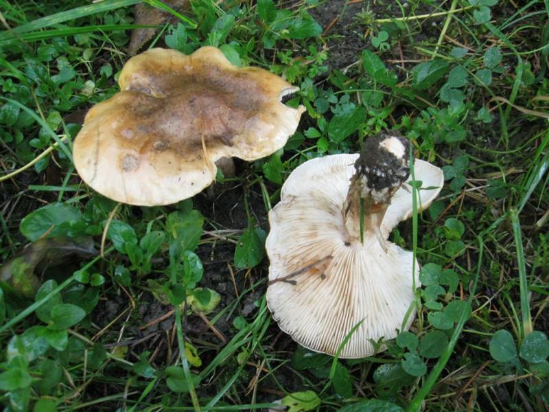 Tricholoma populinum