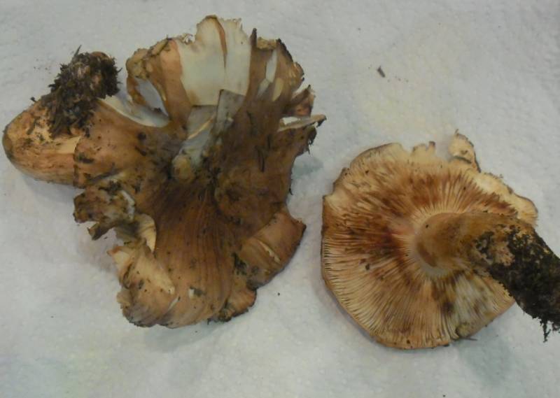 Tricholoma roseoacerbum