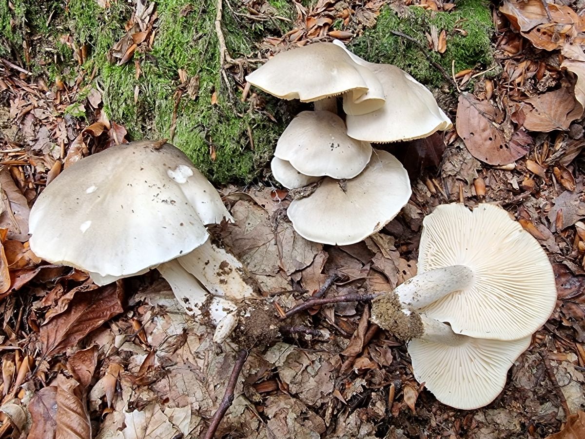 Tricholoma saponaceum