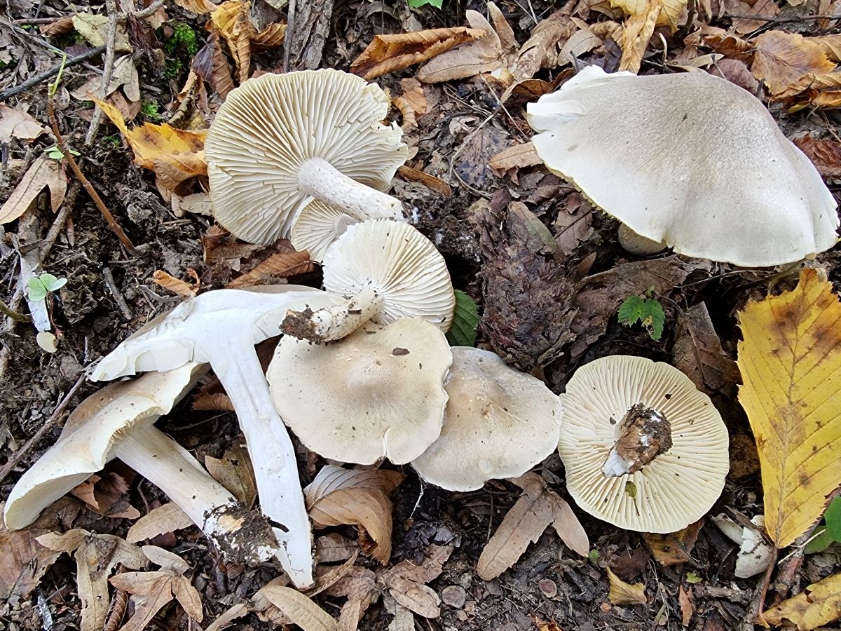 Tricholoma saponaceum