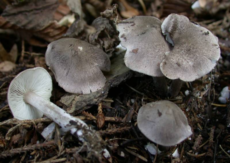 Tricholoma scalpturatum