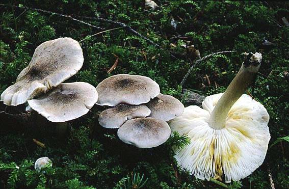 Tricholoma scalpturatum