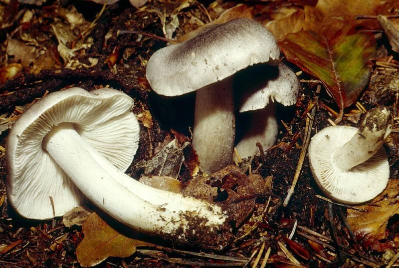 Tricholoma sciodes