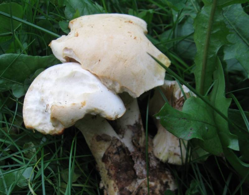 Tricholoma sulphurescens