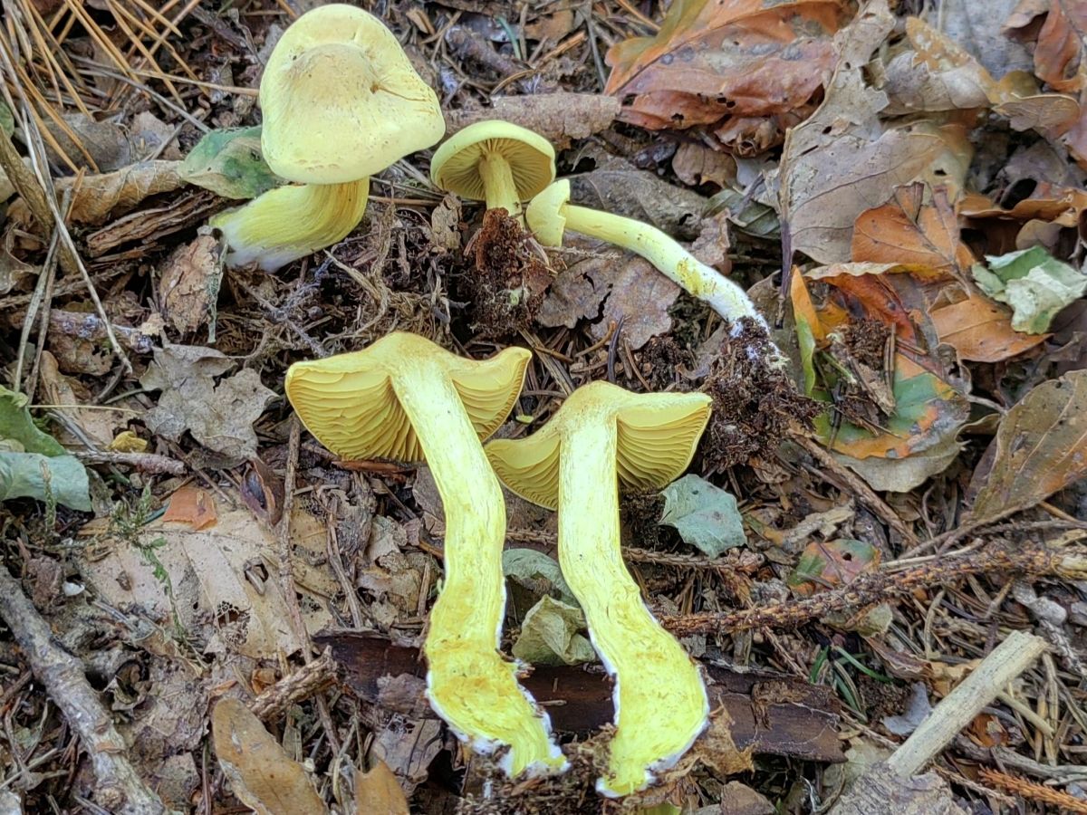 Tricholoma sulphureum