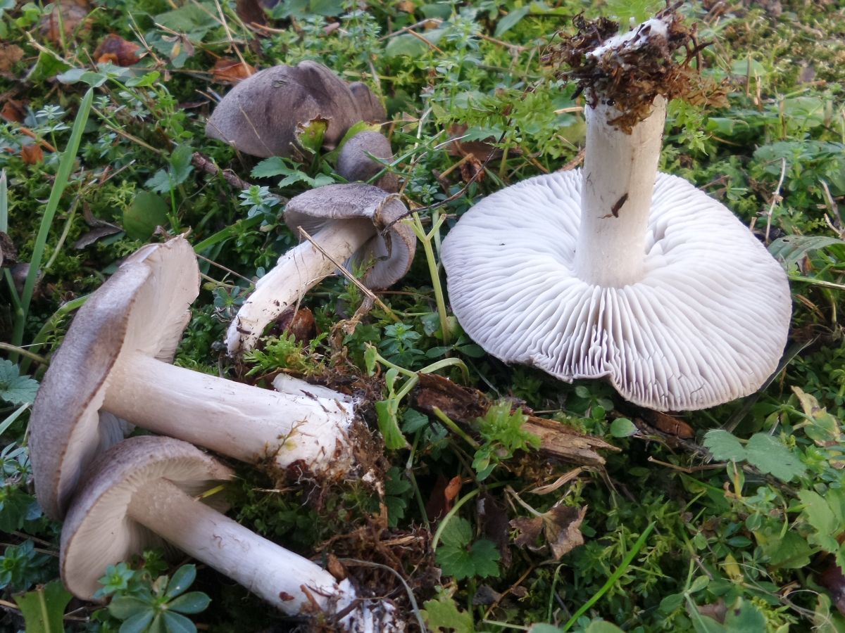 Tricholoma terreum