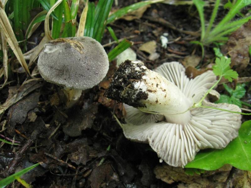 Tricholoma terreum