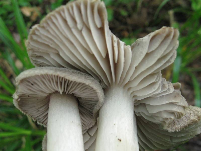 Tricholoma terreum