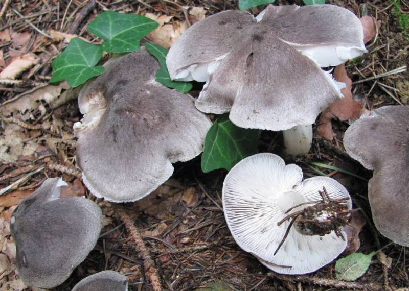 Tricholoma terreum