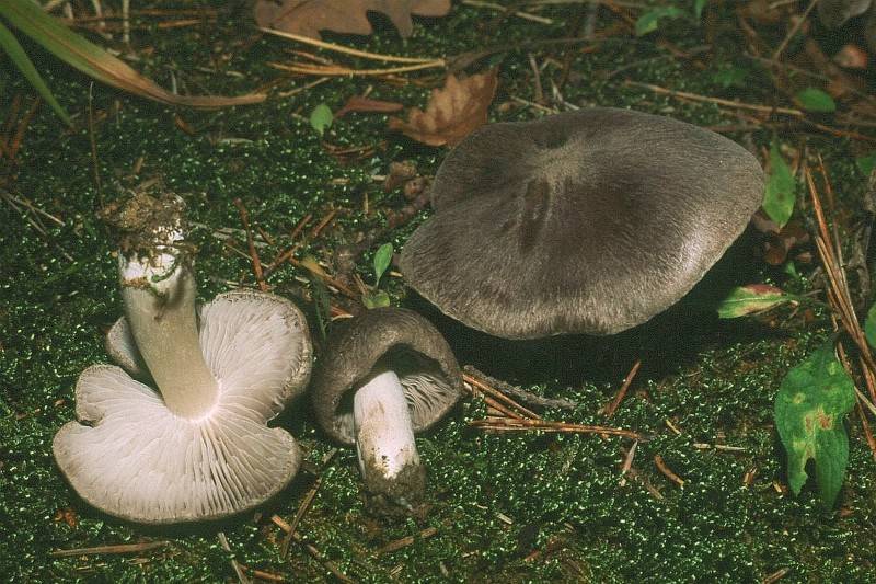 Tricholoma terreum