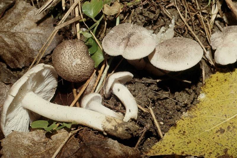 Tricholoma terreum