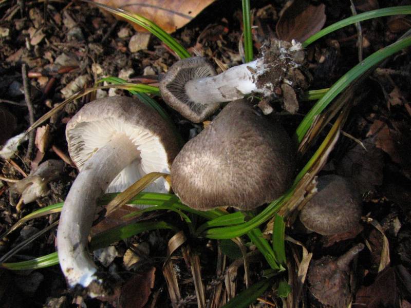 Tricholoma triste