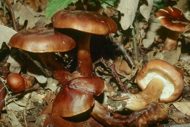 Tricholoma ustale