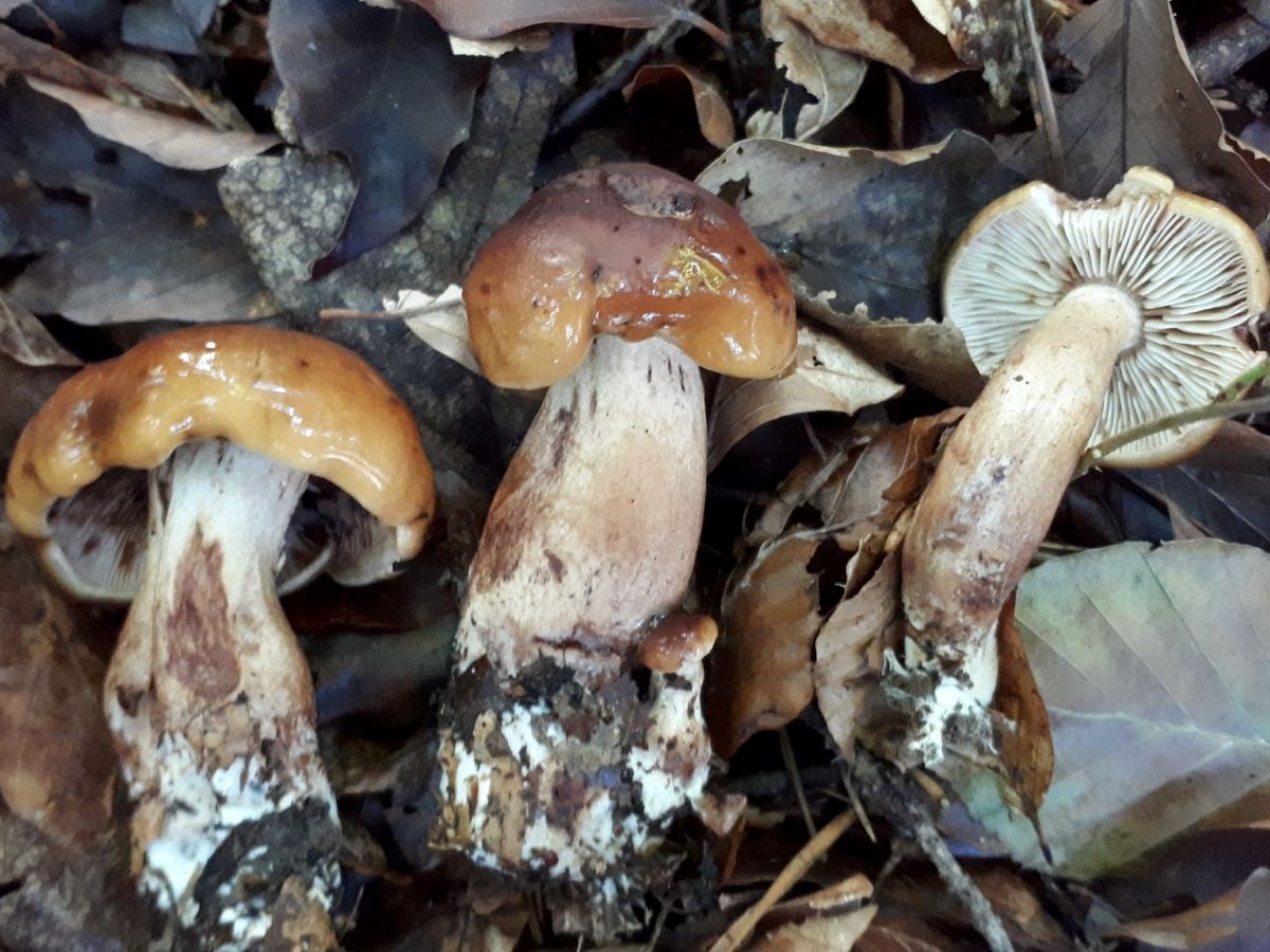 Tricholoma ustaloides