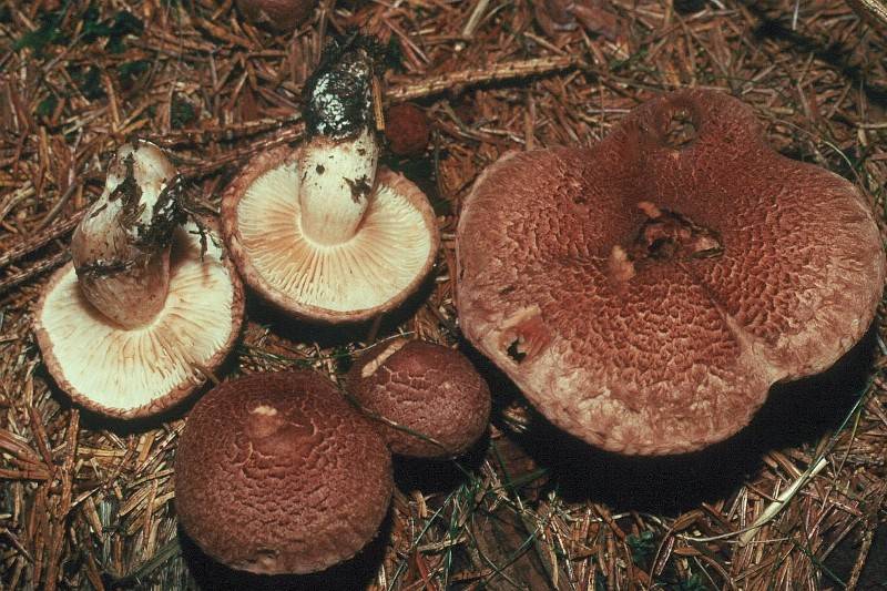 Tricholoma vaccinum