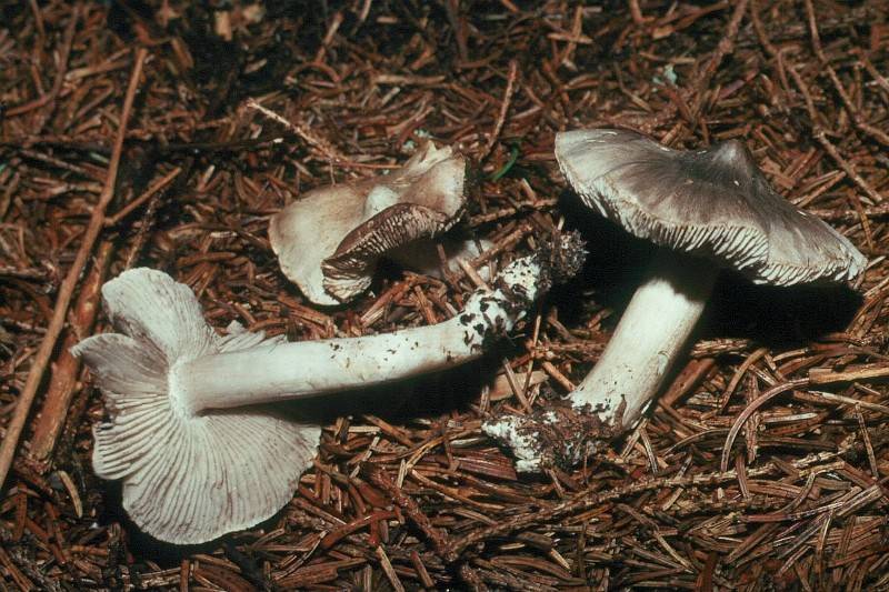 Tricholoma virgatum