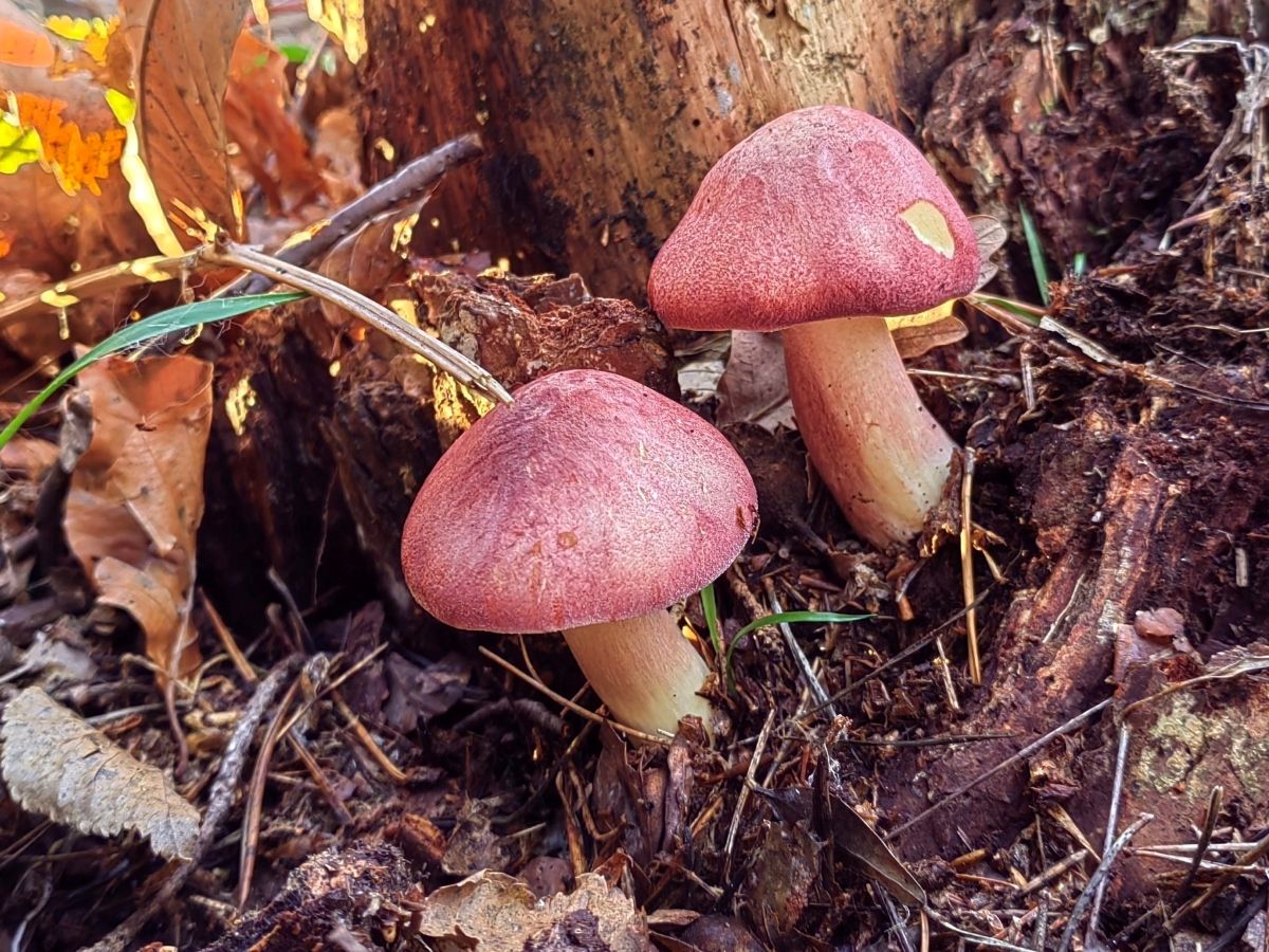 Tricholomopsis rutilans