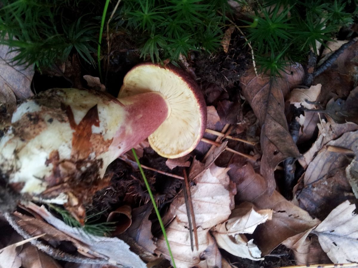 Tricholomopsis rutilans