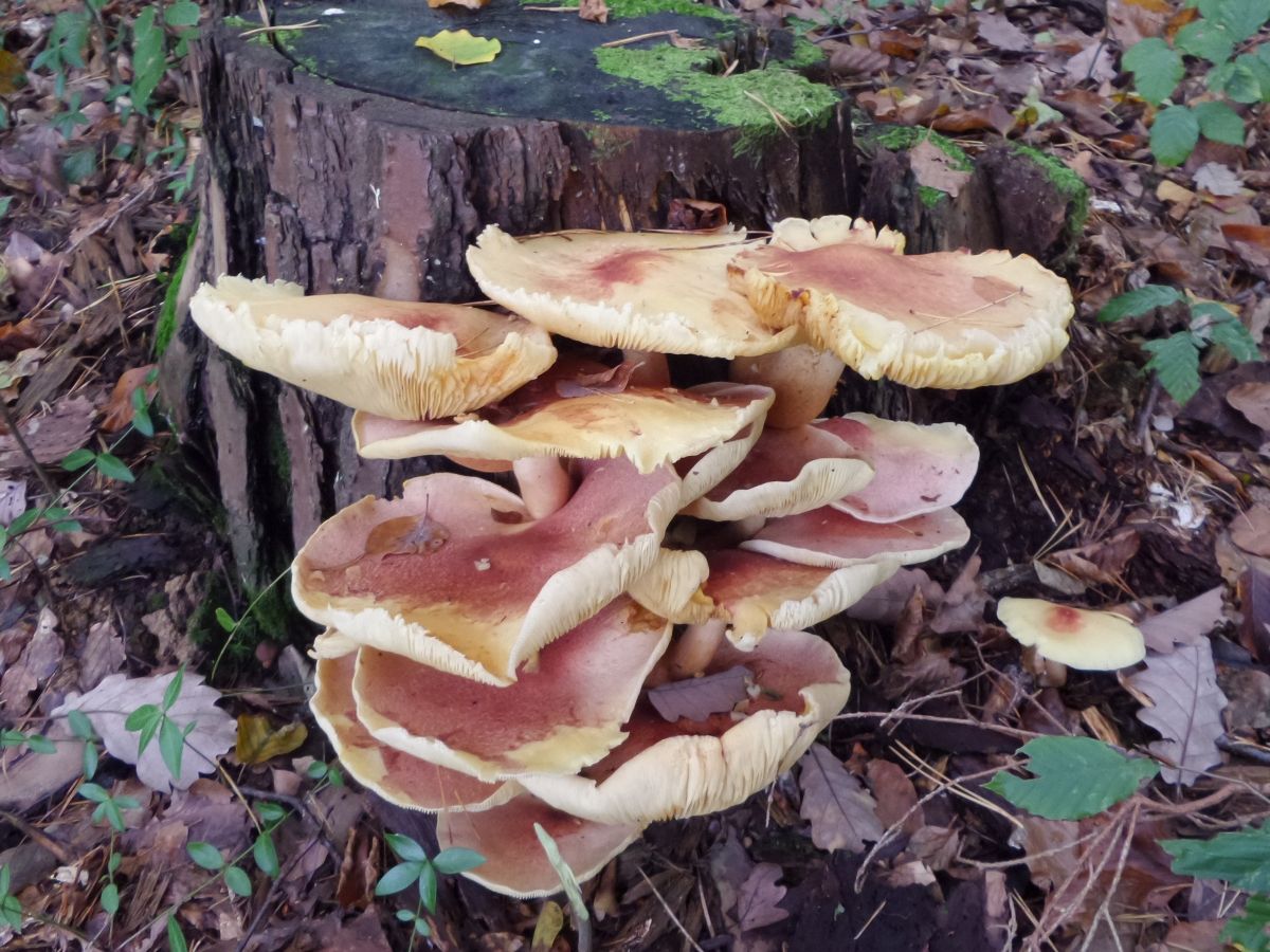 Tricholomopsis rutilans